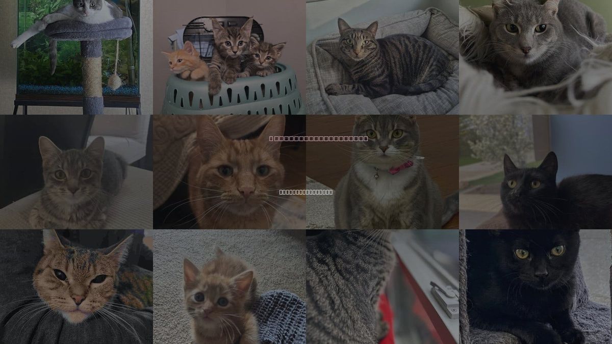 Cats for Adoption in Dearborn Heights, Michigan