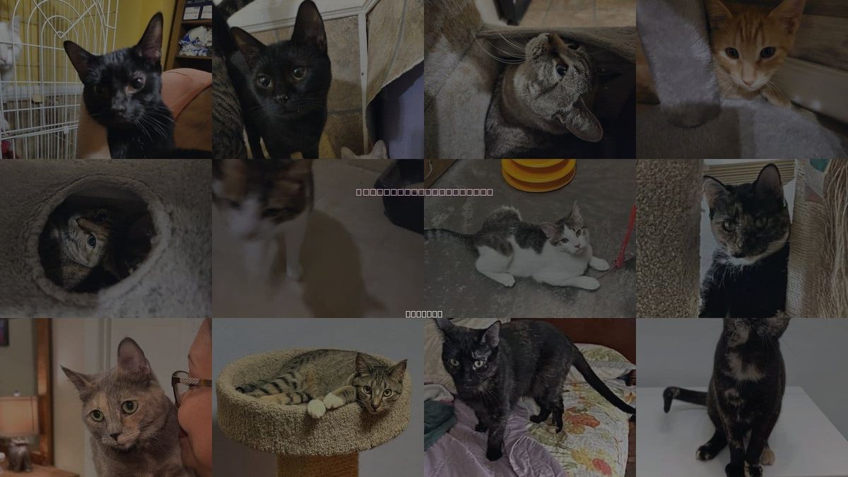 Cats for Adoption in Decatur, Alabama