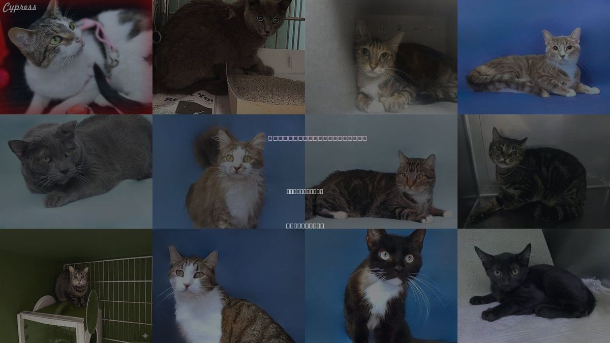 Cats for Adoption in Diamond Bar, California
