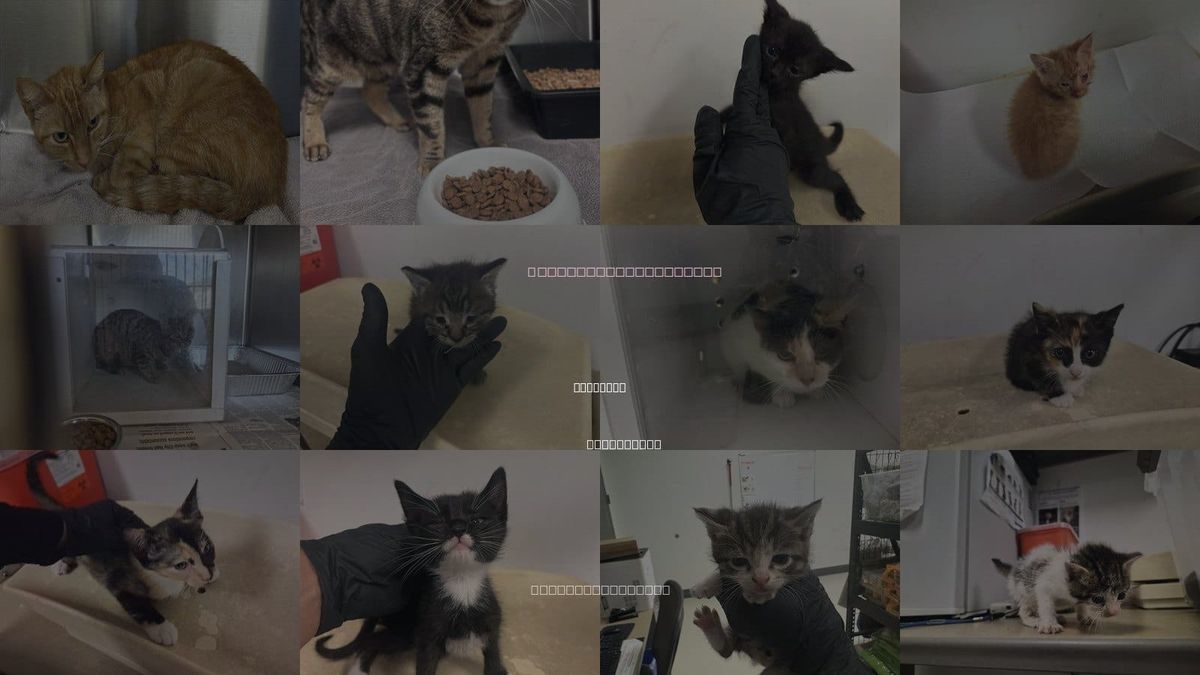 Cats for Adoption in Eastvale, California