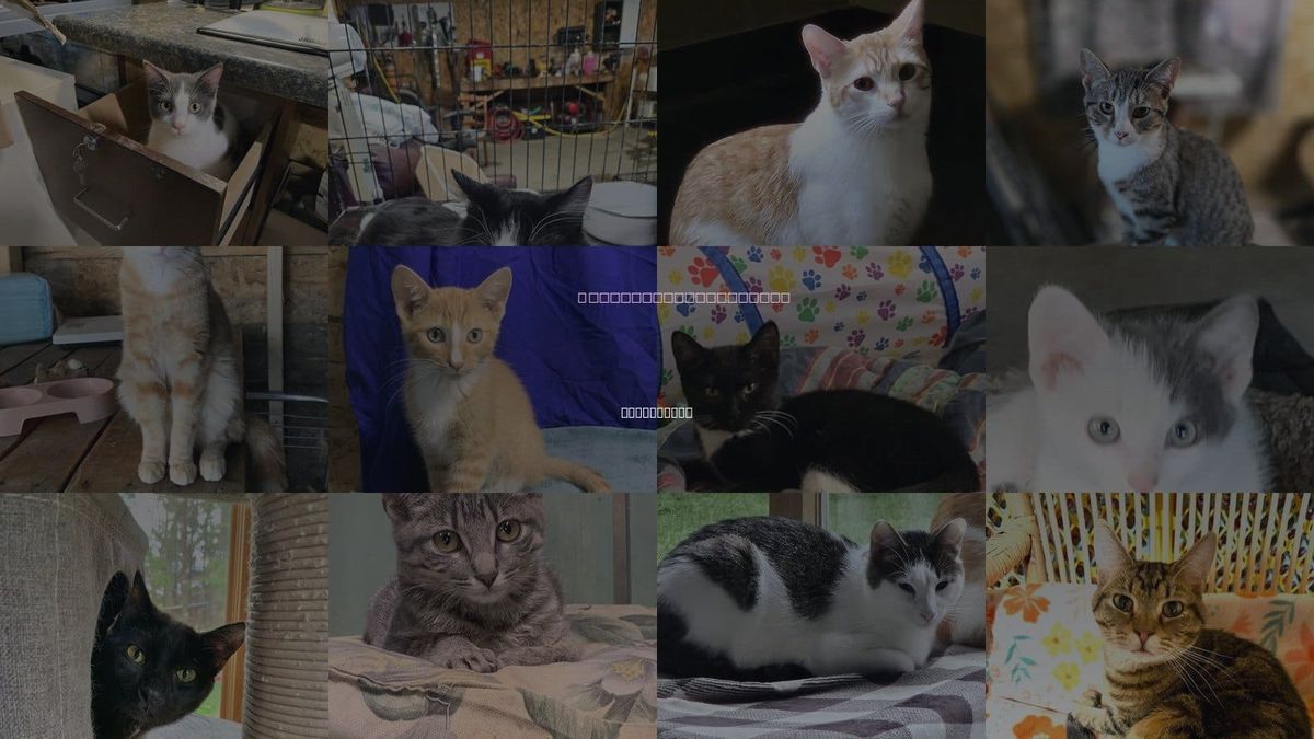 Cats for Adoption in Eau Claire, Wisconsin