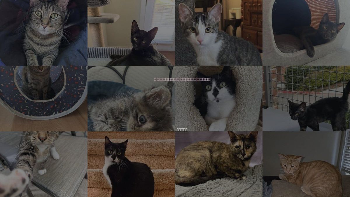 Cats for Adoption in Fort Worth, Texas