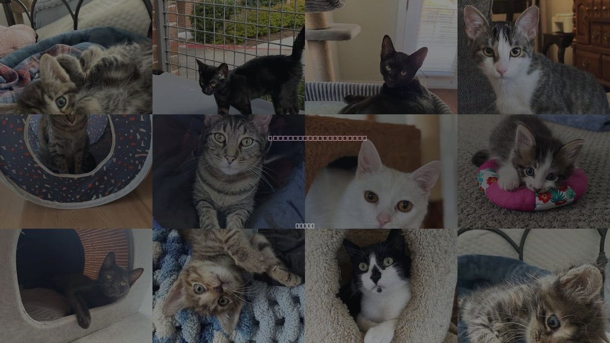 Cats for Adoption in Fort Worth, Texas