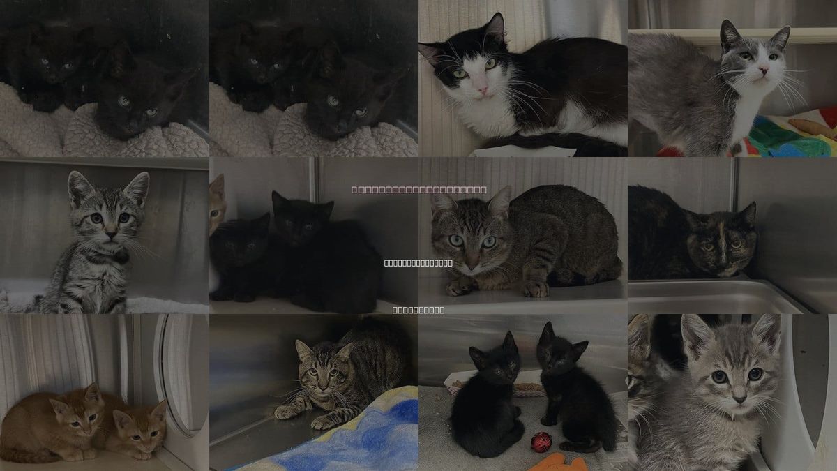 Cats for Adoption in Fountain Valley, California