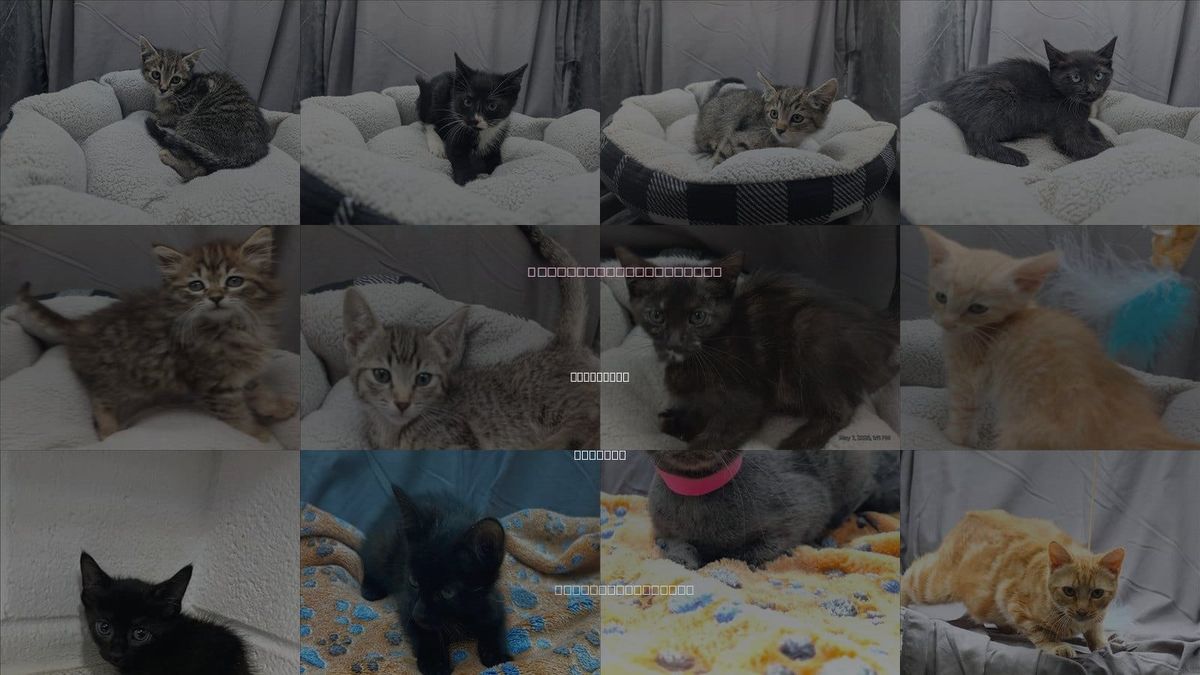 Cats for Adoption in Grovetown, Georgia