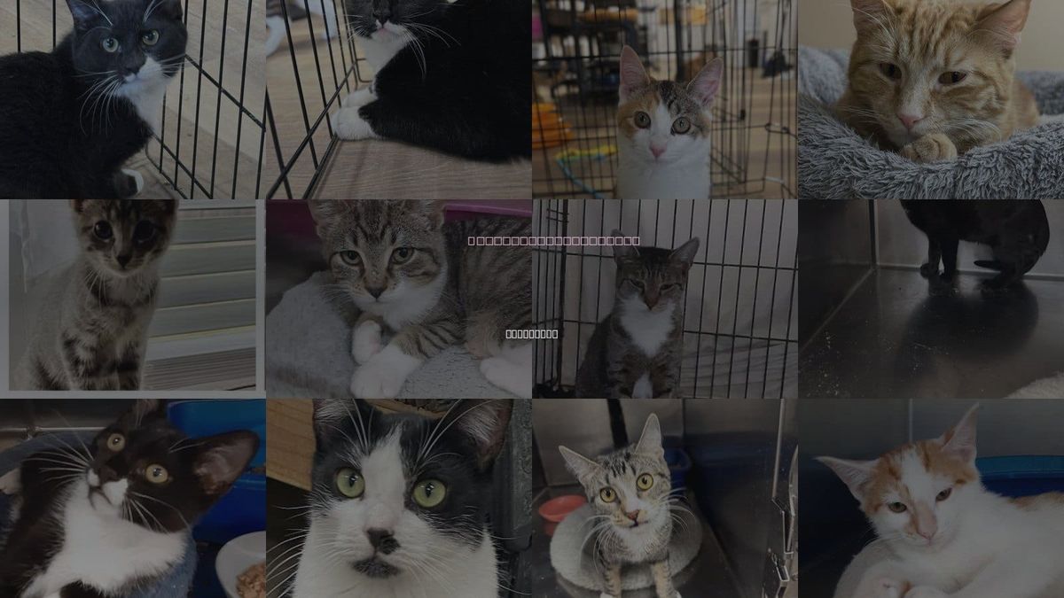 Cats for Adoption in Hempstead, New York