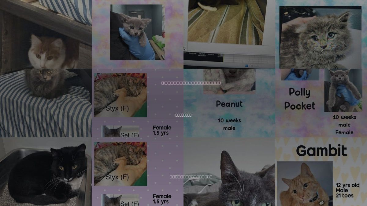 Cats for Adoption in Holbrook , New York