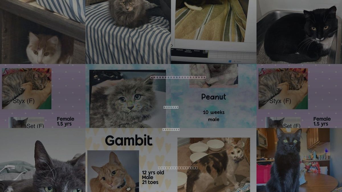 Cats for Adoption in Holbrook , New York