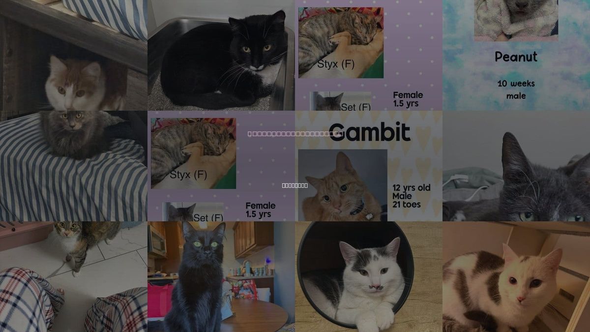 Cats for Adoption in Holbrook , New York
