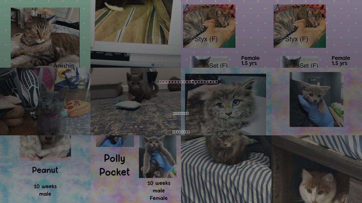 Cats for Adoption in Holbrook , New York