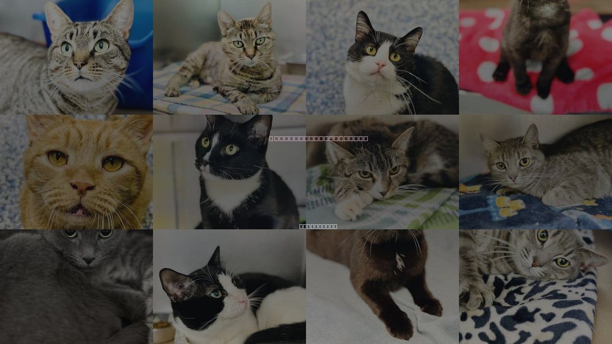 Cats for Adoption in Jackson, New Jersey