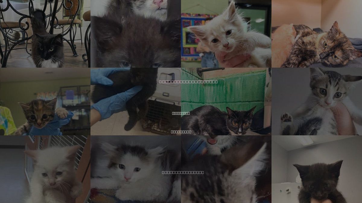 Cats for Adoption in Kingsport, Tennessee