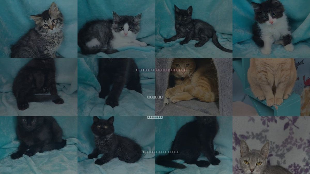 Cats for Adoption in Lake City, Michigan