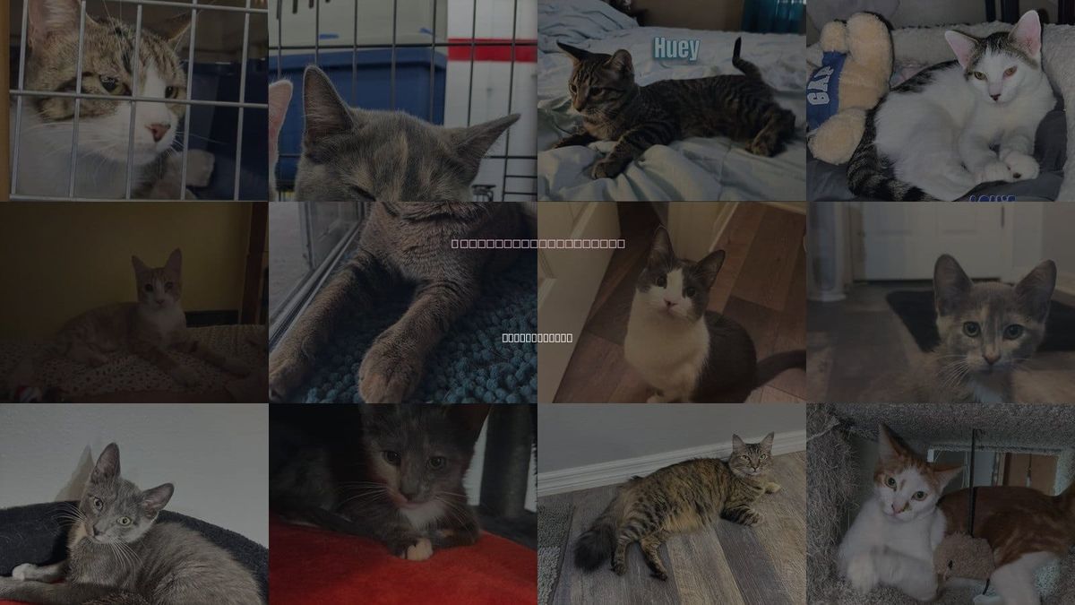 Cats for Adoption in Land O Lakes, Florida
