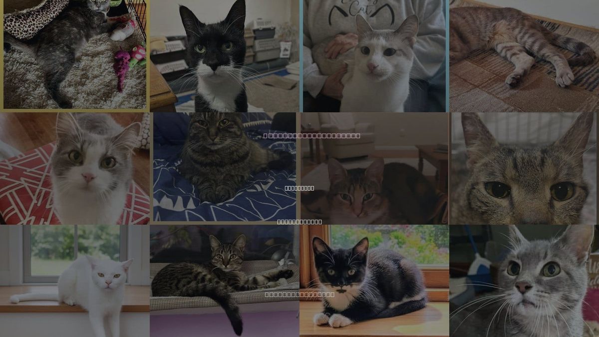 Cats for Adoption in Lansdowne, Pennsylvania