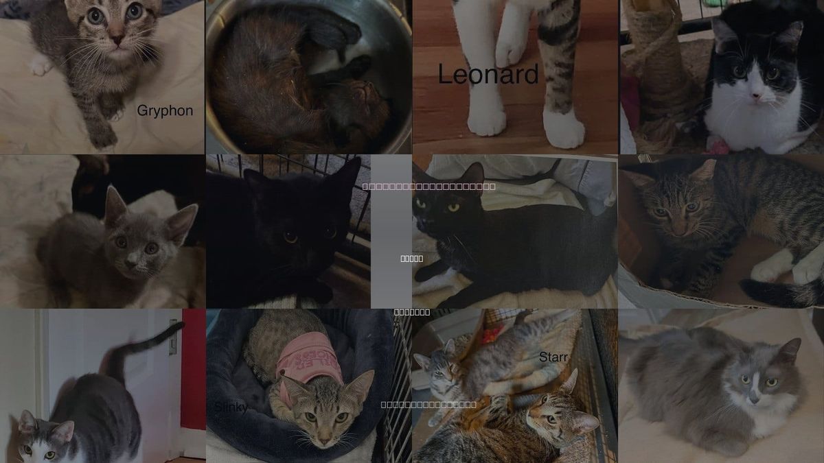 Cats for Adoption in Largo, Florida