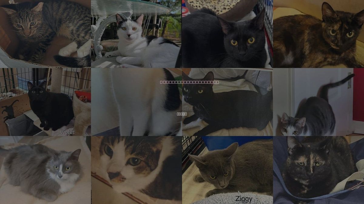 Cats for Adoption in Largo, Florida