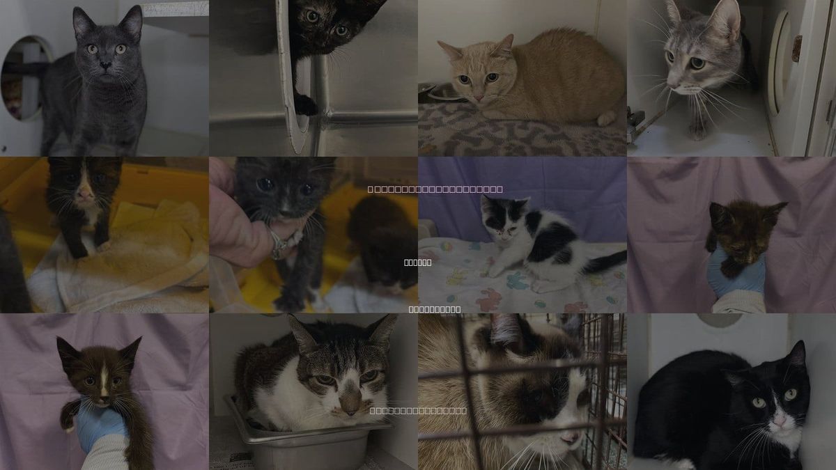 Cats for Adoption in Merced, California