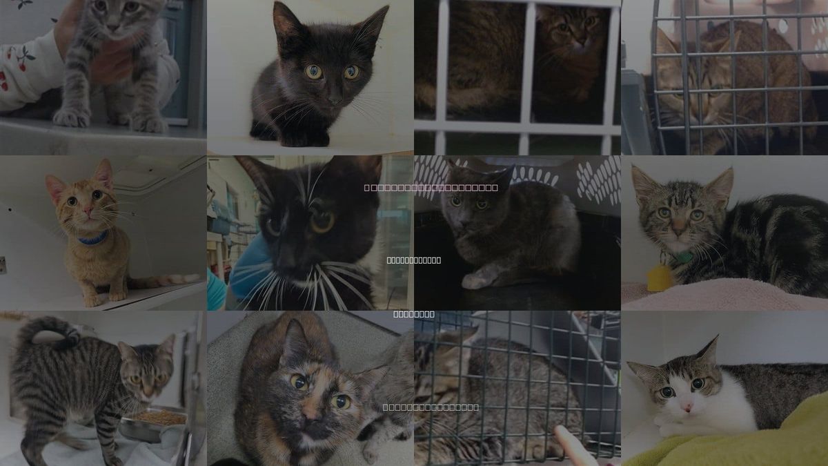 Cats for Adoption in Midwest City, Oklahoma