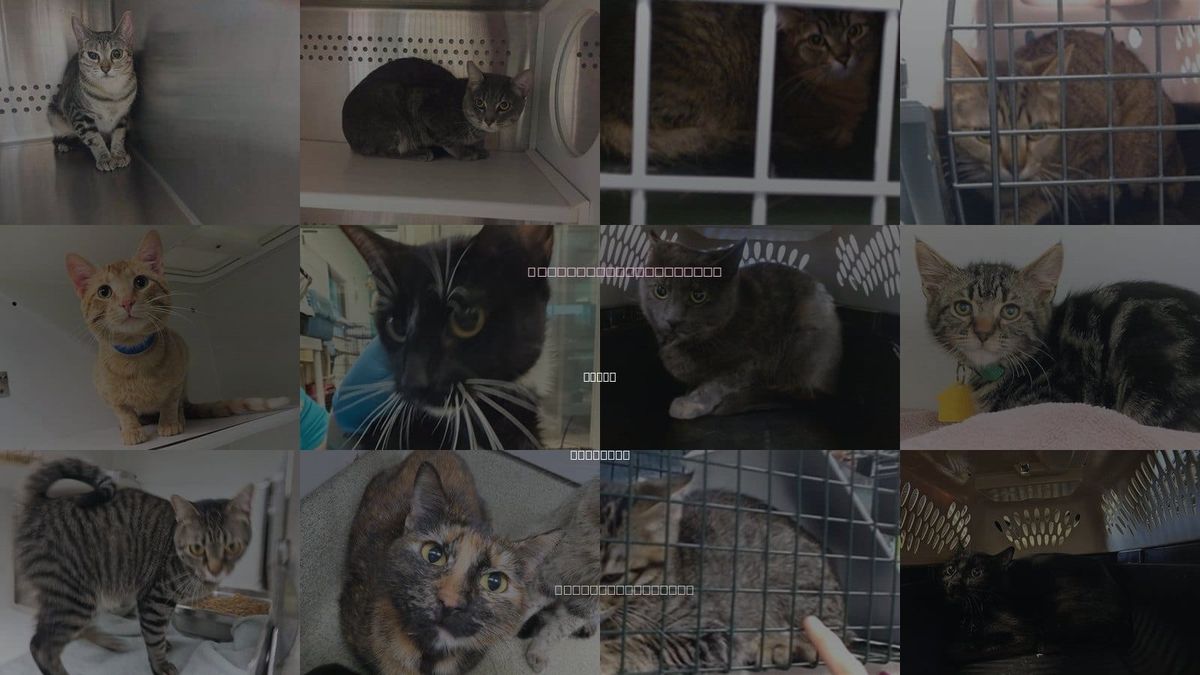 Cats for Adoption in Moore, Oklahoma