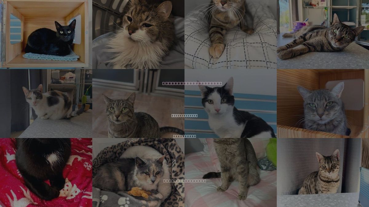 Cats for Adoption in New Brunswick, New Jersey