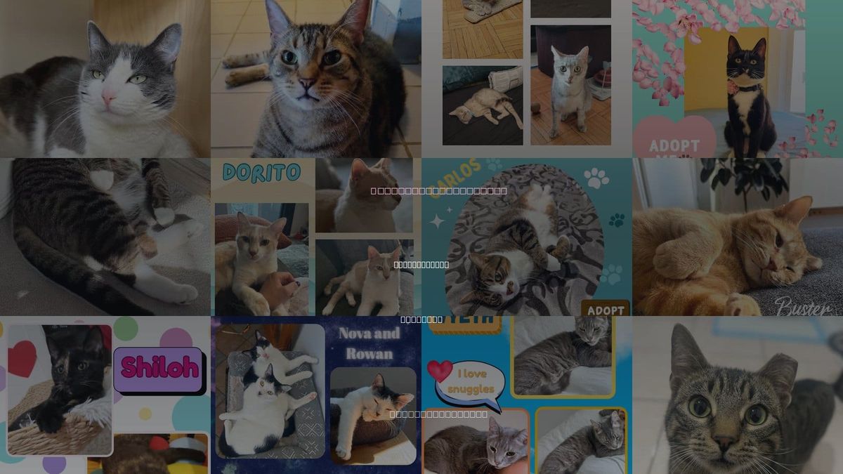 Cats for Adoption in New Rochelle, New York