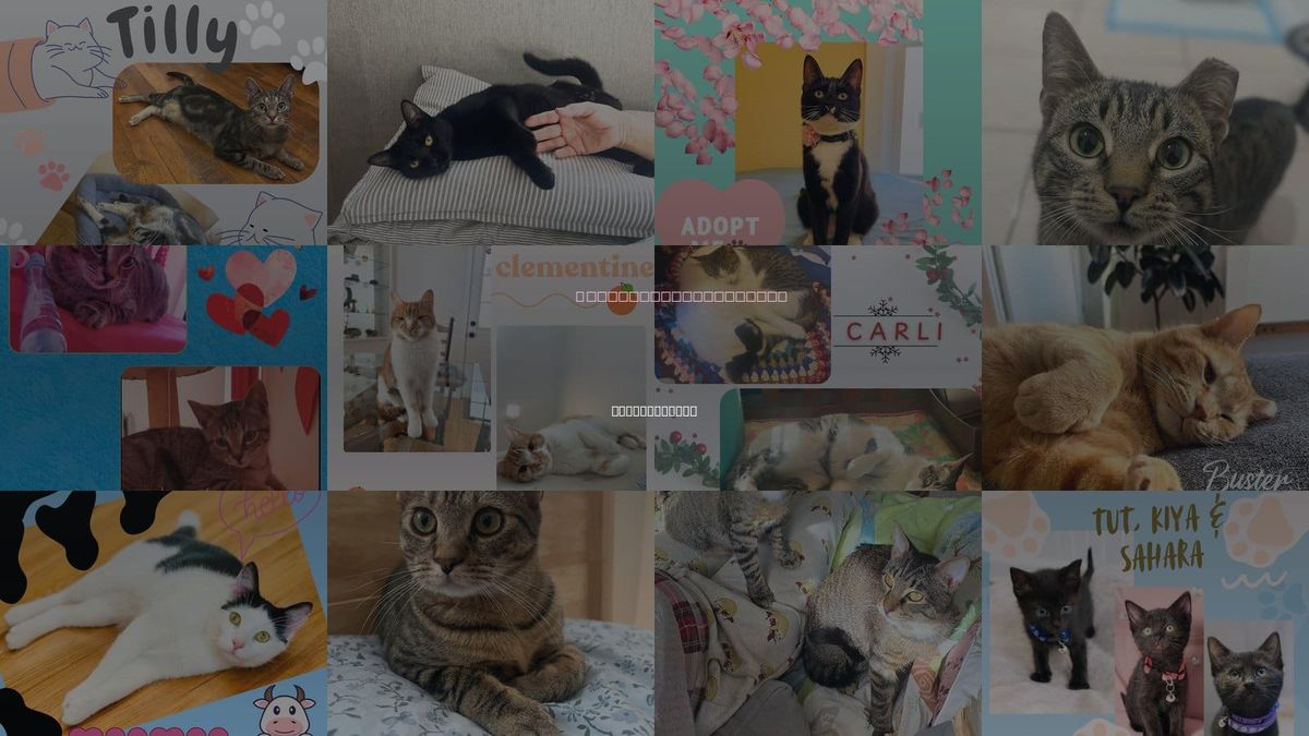 Cats for Adoption in New Rochelle, New York