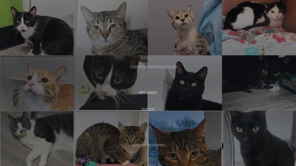 Cats for Adoption in Noblesville, Indiana