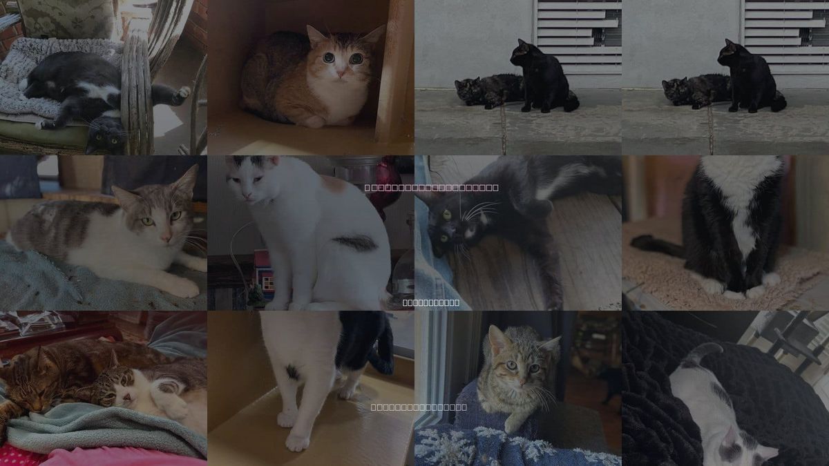 Cats for Adoption in Oxford, Mississippi