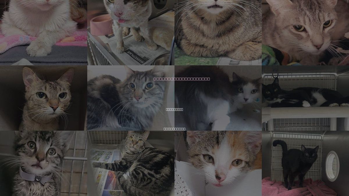 Cats for Adoption in Paramount, California