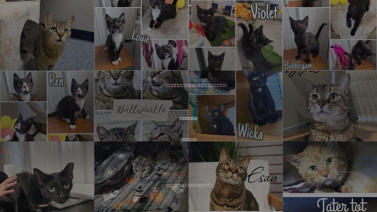 Cats for Adoption in Pierceton, Indiana