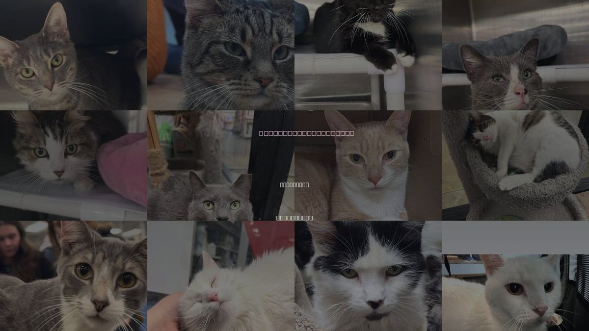 Cats for Adoption in Pittstown, New Jersey