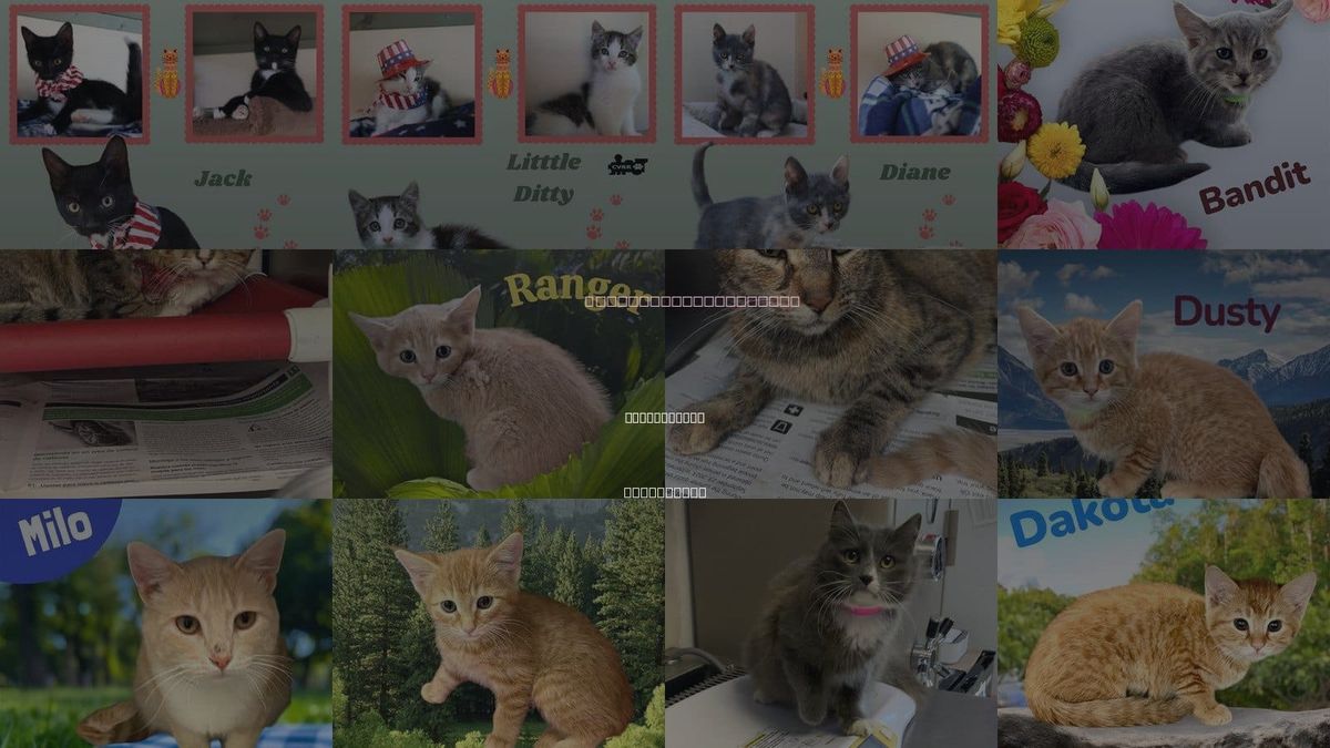 Cats for Adoption in Porterville, California