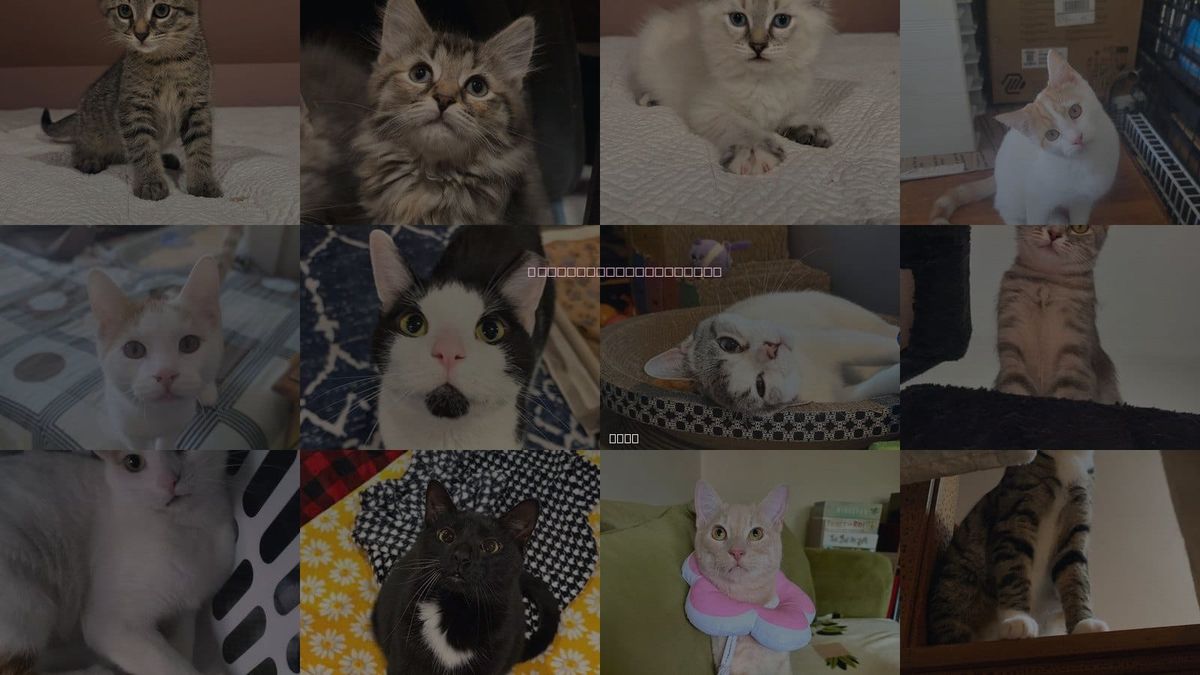 Cats for Adoption in Rootstown, Ohio