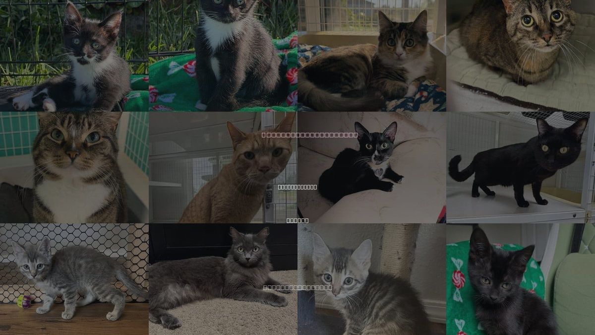 Cats for Adoption in Saint Helens, Oregon