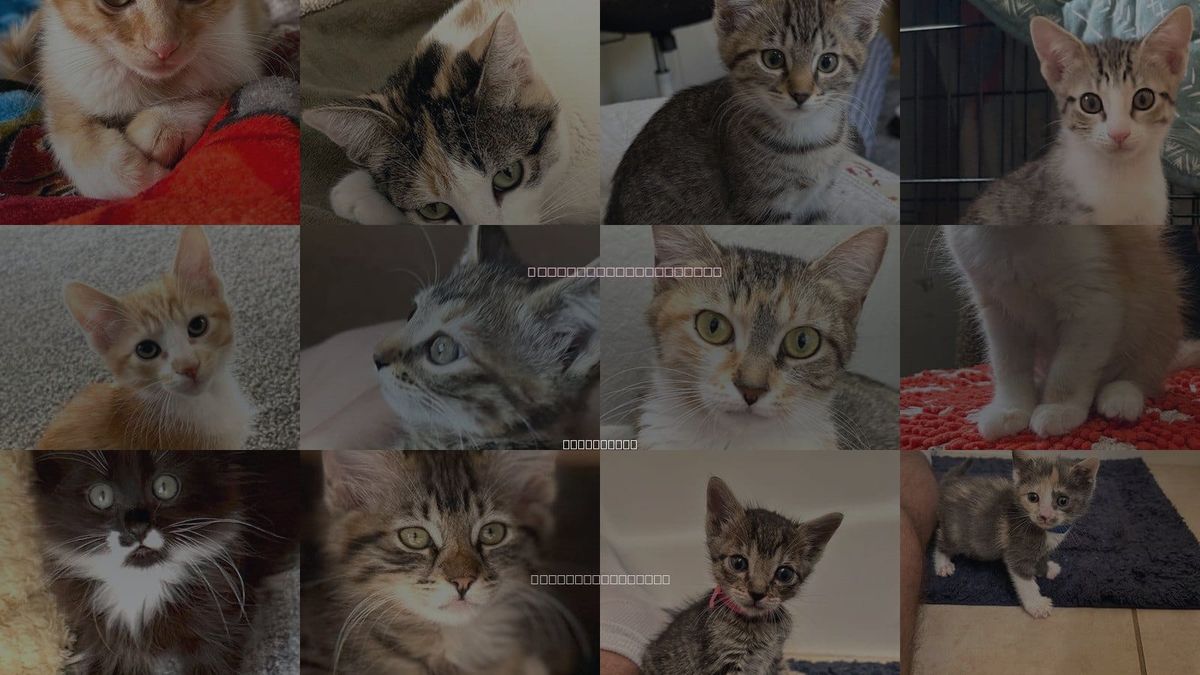 Cats for Adoption in San Buenaventura (Ventura), California