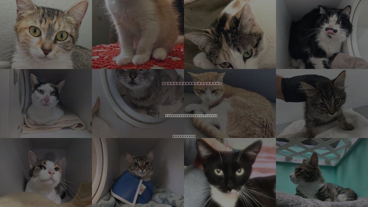 Cats for Adoption in San Buenaventura (Ventura), California