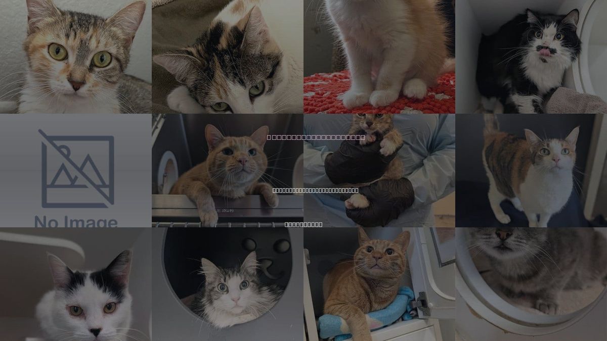 Cats for Adoption in San Buenaventura (Ventura), California