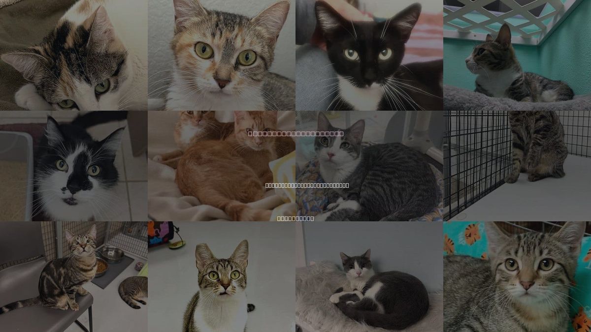 Cats for Adoption in San Buenaventura (Ventura), California