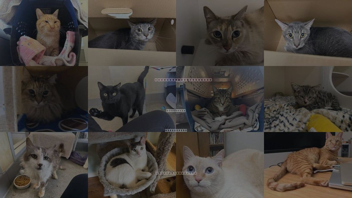 Cats for Adoption in San Rafael, California