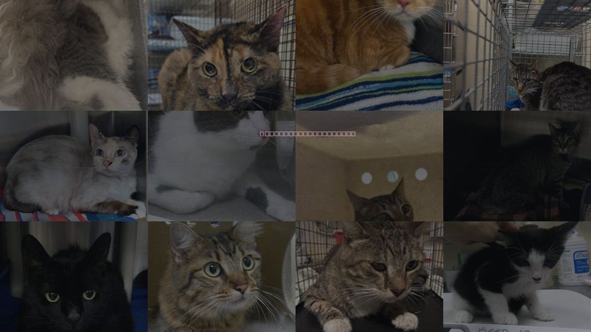 Cats for Adoption in Sanford, Florida
