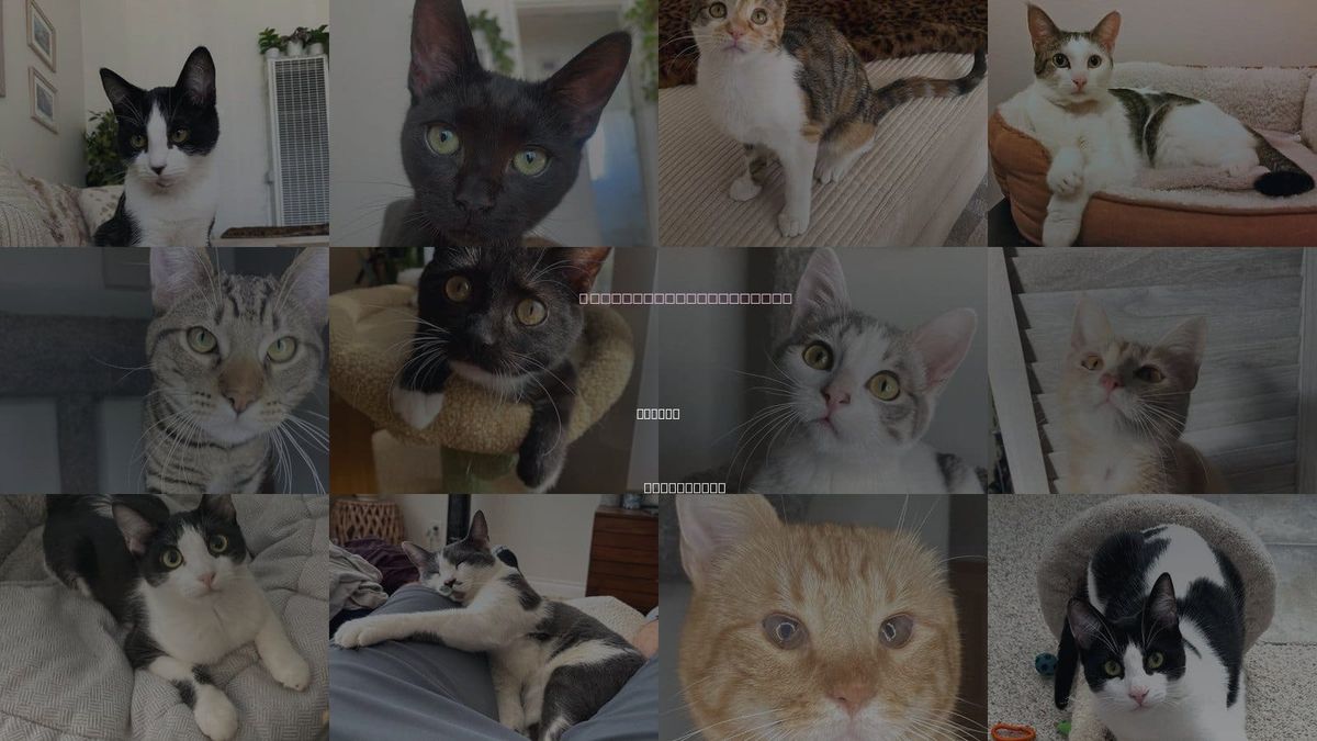 Cats for Adoption in Santee, California