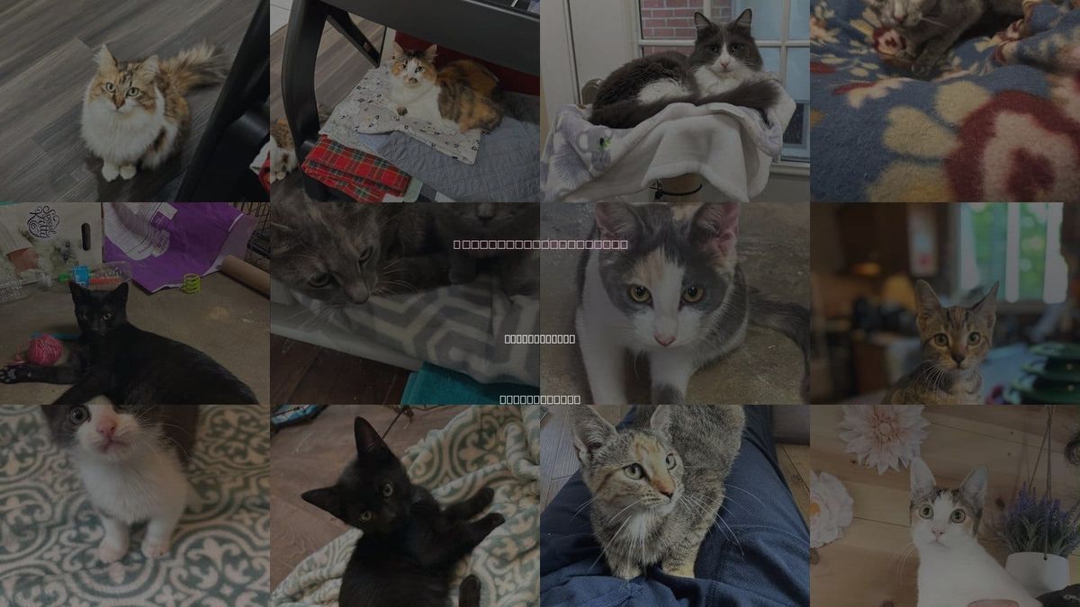 Cats for Adoption in Saunderstown, Rhode Island