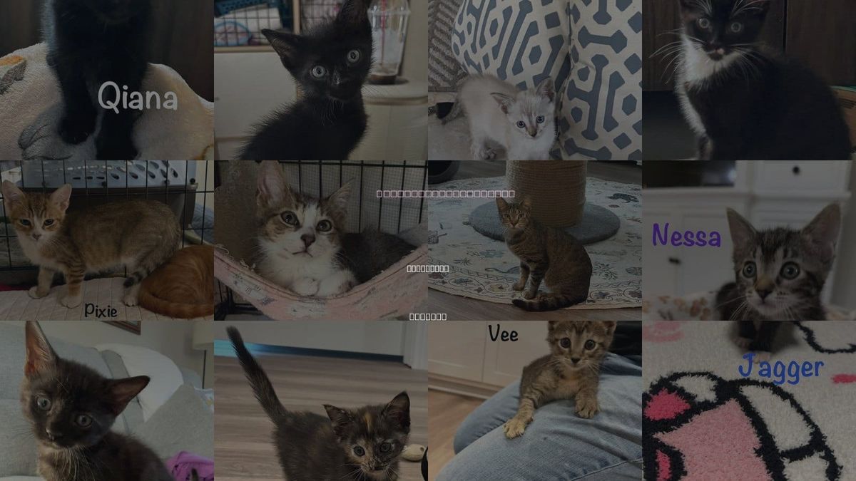Cats for Adoption in St. Johns, Florida