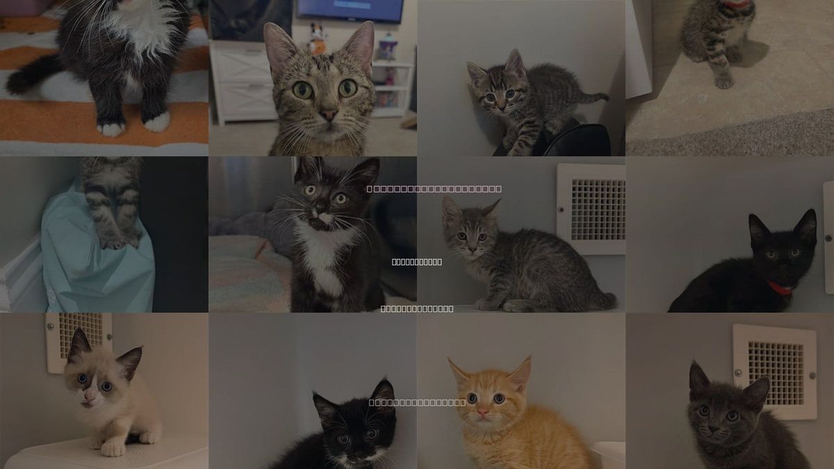 Cats for Adoption in Statesville, North Carolina