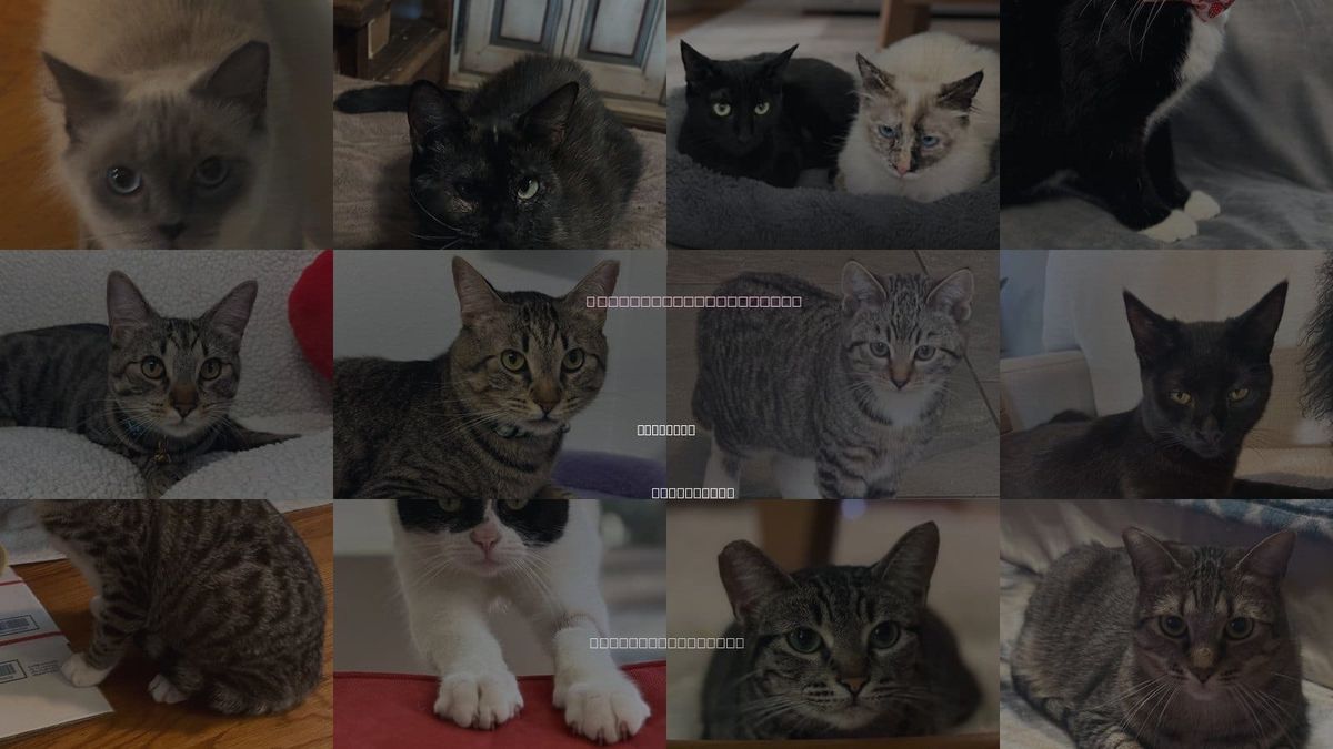 Cats for Adoption in Sun City, California