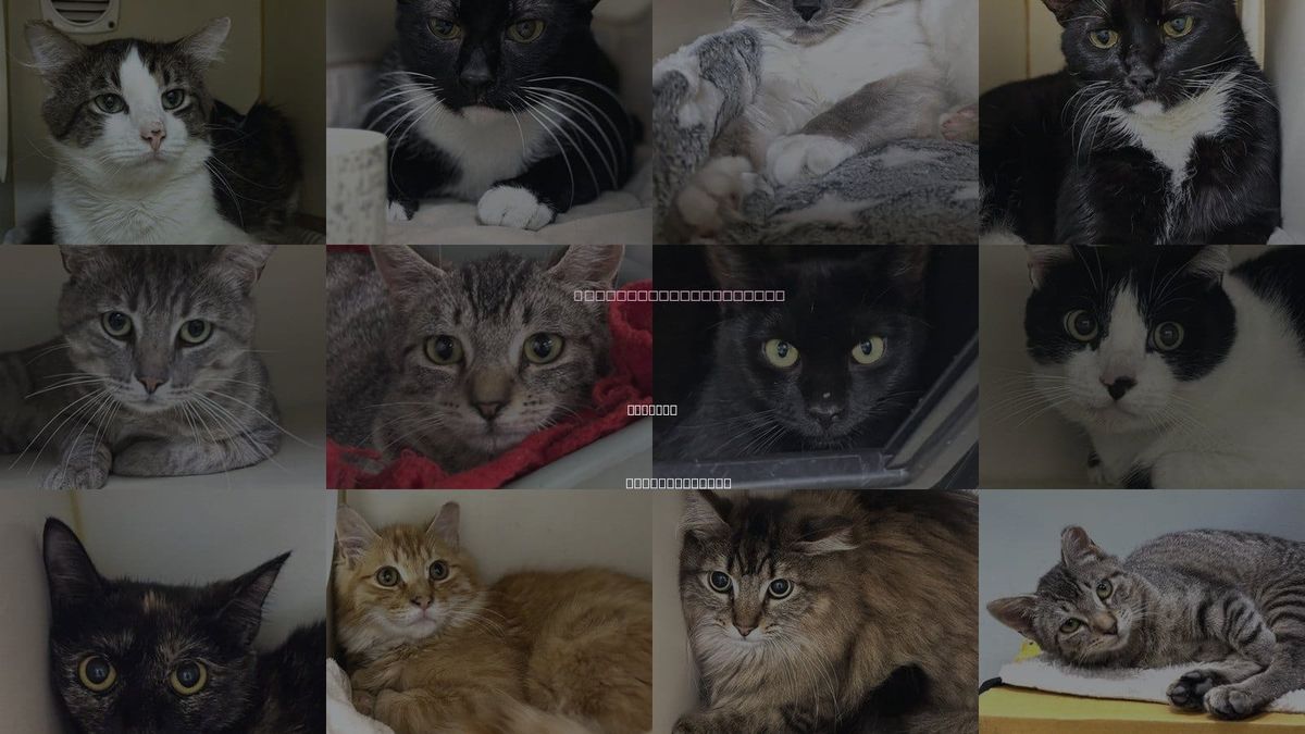 Cats for Adoption in Taunton, Massachusetts