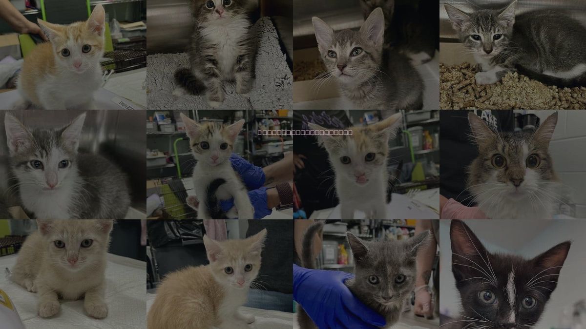 Cats for Adoption in Tavares, Florida