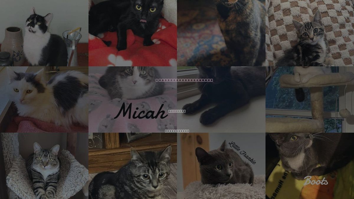 Cats for Adoption in Waterbury, Connecticut