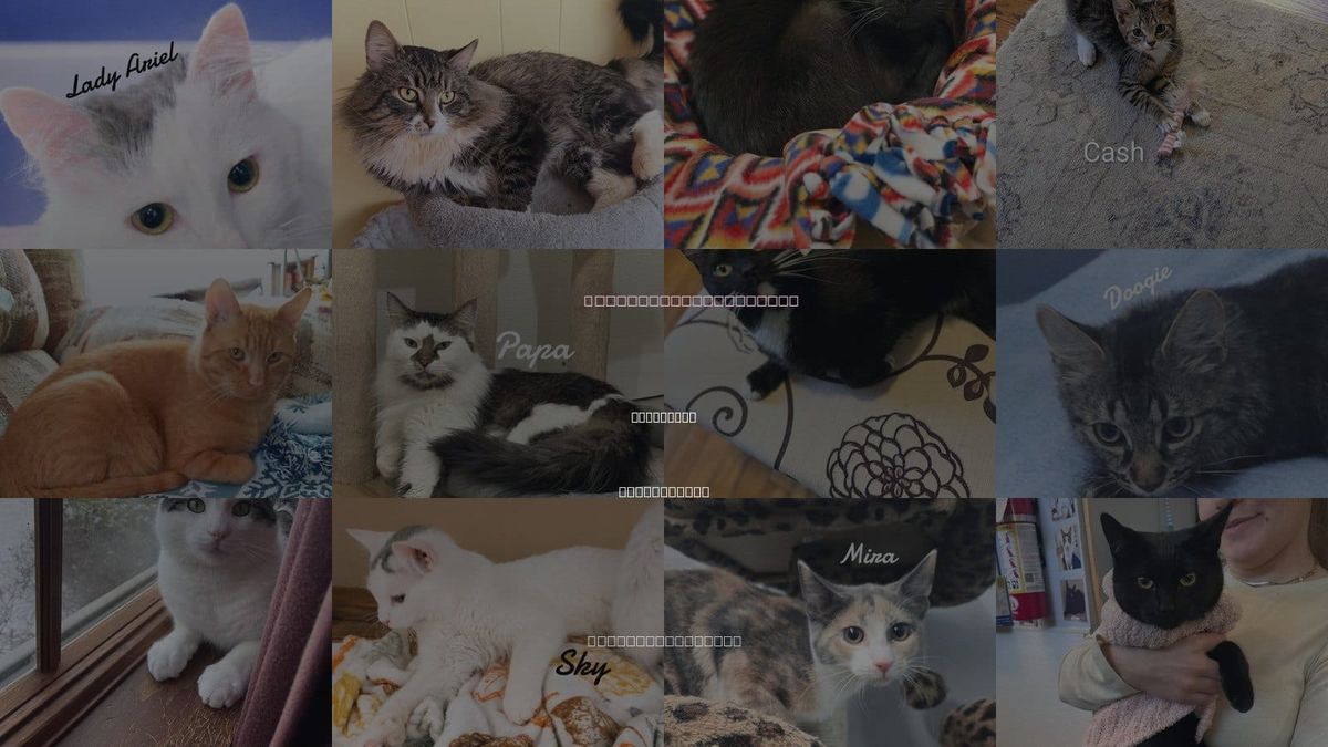 Cats for Adoption in Waterbury, Connecticut